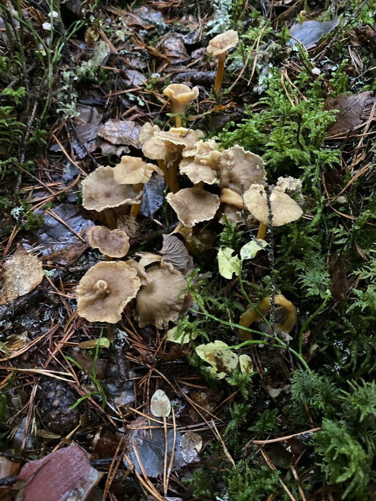 Lähikuva sienistä sammaleen keskellä.