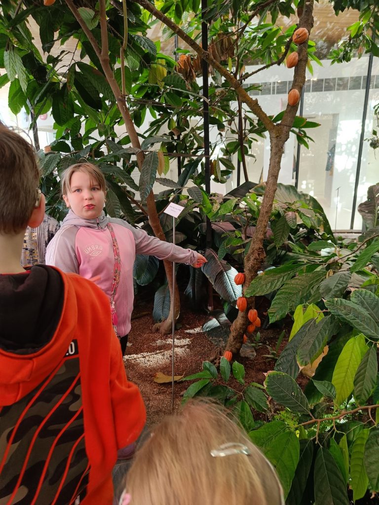 Kuvassa lapsi osoittaa puun rungosta kasvavaa kaakaopapua, taustalla Fazerilan trooppinen puutarha.
